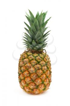 Isolated ananas. Element of design.