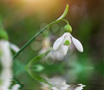 Snowdrop macro and water reflection. Nature composition.