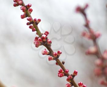 Spring buds of apricot tree. Composition of nature.