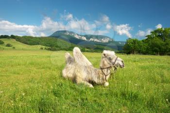 Camel in mountain meadow. Nature composition.