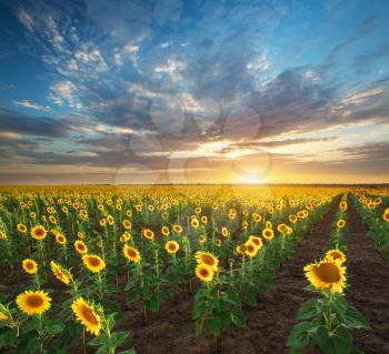 Field of sunflowers. Composition of nature. 
