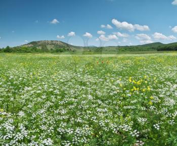 Spring flowers panorama in meadow. Beautiful landscapes.