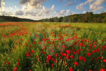 Poppy meadow landscape. Spring nature composition