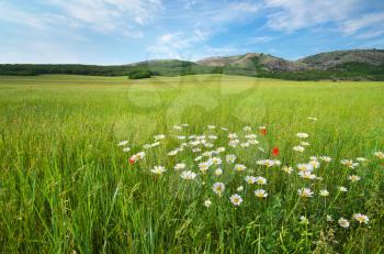 Beautiful green spring meadow landscape. Composition of nature.