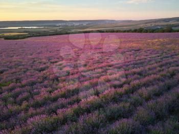 Meadow of lavender at sunset. Nature composition.