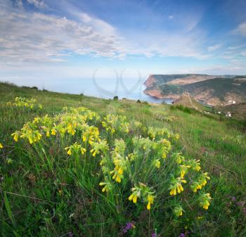 Flowers and morning in mountain. Beautiful landscape composition.