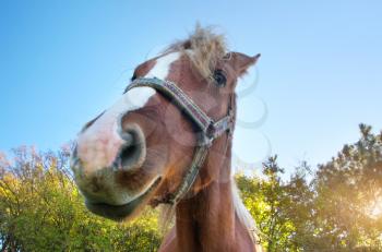 Horse portrait. Funny mammal scene.
