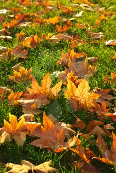 Autumn leaf on grass ground. Nature composition.