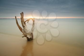 Snag on the shore. Beautiful and conceptual nature composition.