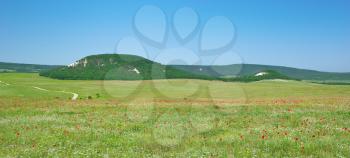 Green meadow and spring flowers in mountain. Composition of nature.