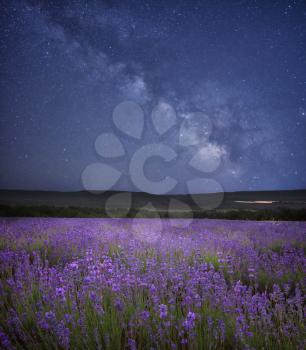 Meadow of lavender at night. Stars and milky way in sky. 