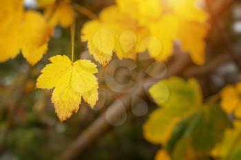 Autumn leaf of maple tree. Nature conceptual scene.