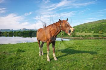 Horse open mouthed as if shouting.  Lake and summer grass.
