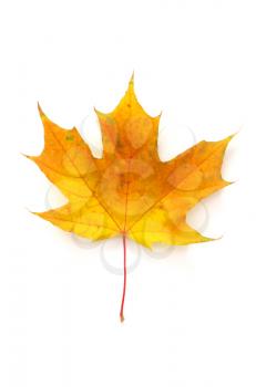 Autumn leaf maple isolated. Element of design.