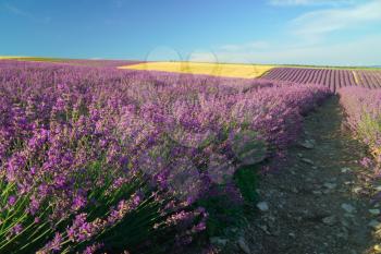 Meadow of lavender at day. Nature landscape.