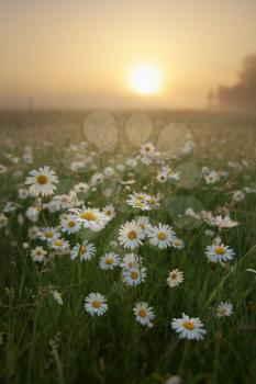 Spring camomile flowers in morning meadow with a dew water drops. Beautiful landscapes. Shallow depth-of-field.