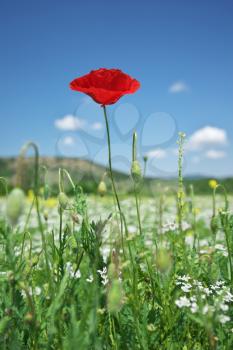 In poppies field. Nature composition. Red poppy flower portrait in green meadow on blue sky background.