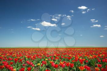 Meadow of tulips. Composition of spring nature.