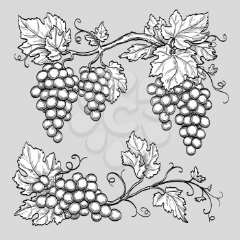 Grape branches. Hand drawn vector illustration.