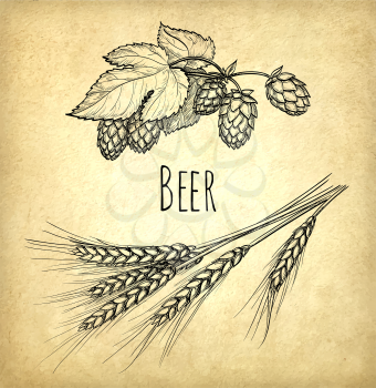 Hops and malt on old paper background. Hand drawn vector illustration. Retro style.