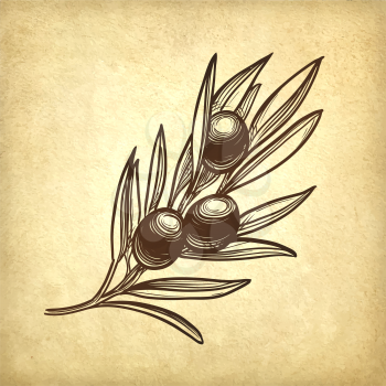 Hand drawn vector illustration of olive branch. Old paper background. Retro style.