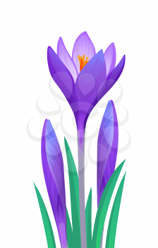 bouquet of crocuses isolated on a white background.
