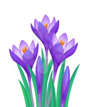 bouquet of crocuses isolated on a white background. Vector illustration.