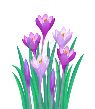 Bouquet of crocuses isolated on a white background.