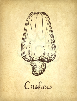 Cashew sketch on old paper background. Retro style.