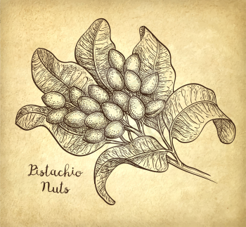 Vector illustration of pistachio branch. Old paper background. Vintage style.