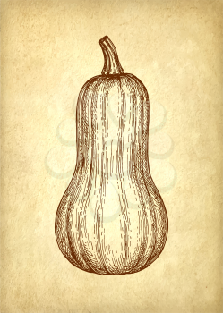 Ink sketch of butternut squash on old paper background. Hand drawn vector illustration. Retro style.