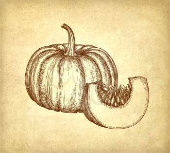Ink sketch of pumpkin on old paper background. Hand drawn vector illustration. Retro style.