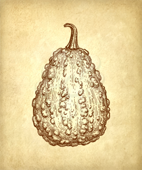 Ink sketch of gourd on old paper background. Hand drawn vector illustration. Retro style.