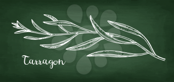 Tarragon. Chalk sketch on blackboard background. Hand drawn vector illustration. Retro style.