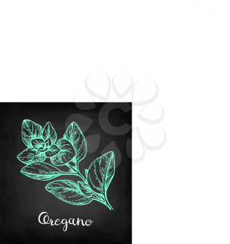 Oregano. Chalk sketch on blackboard background. Hand drawn vector illustration. Retro style.