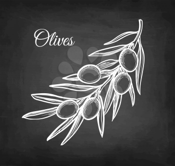 Chalk sketch of olive branch on blackboard background. Hand drawn vector illustration. Retro style.