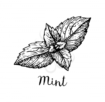 Ink sketch of mint. Isolated on white background. Hand drawn vector illustration. Retro style.