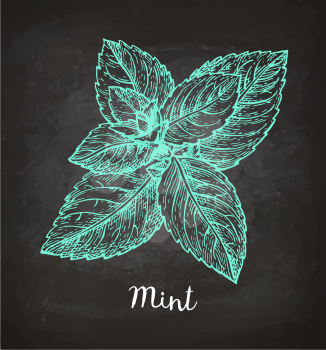 Chalk sketch of mint on blackboard background. Hand drawn vector illustration. Retro style.