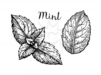 Ink sketch of mint leaves. Isolated on white background. Hand drawn vector illustration. Retro style.