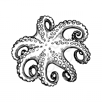 Seafood ink sketch. Octopus isolated on white background. Hand drawn vector illustration. Retro style.