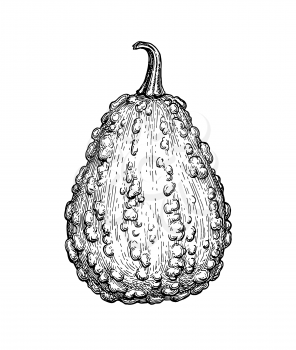 Ink sketch of gourd isolated on white background. Hand drawn vector illustration. Retro style.