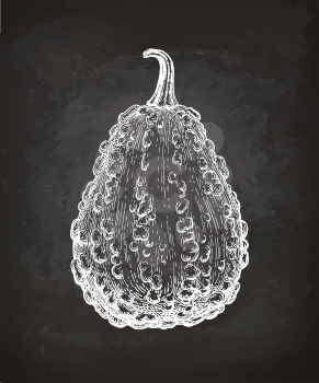 Chalk sketch of gourd on blackboard background. Hand drawn vector illustration. Retro style.