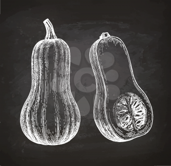 Chalk sketch of butternut squash on blackboard background. Hand drawn vector illustration. Retro style.
