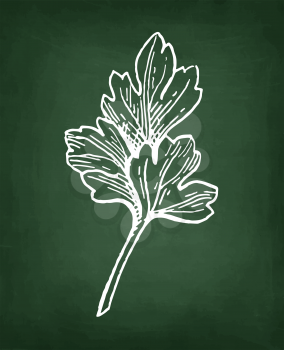 Chalk sketch of parsley on blackboard background. Hand drawn vector illustration. Retro style.
