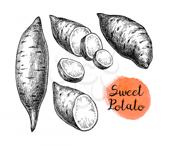 Sweet potato. Ink sketch of yam isolated on white background. Hand drawn vector illustration. Retro style.