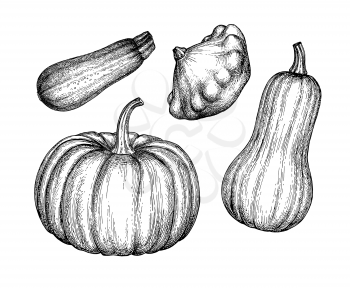 Squash set isolated on white background. Ink sketch collection. Hand drawn vector illustration. Retro style