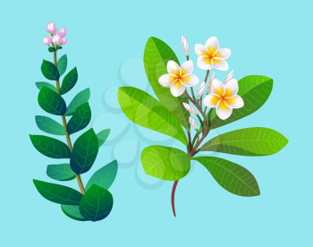 Vector illustration of tropical plant and blooming plumeria with buds and leaves.
