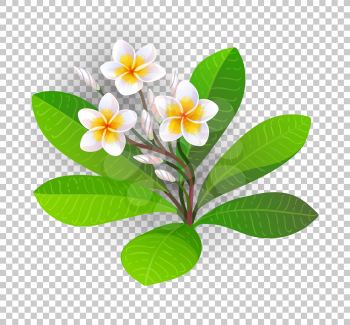 Vector illustration of blooming plumeria with buds and leaves.