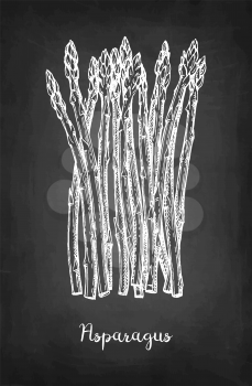Chalk sketch of asparagus on blackboard background. Hand drawn vector illustration. Retro style. 
