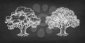 Chalk sketch of two oaks on blackboard background. Winter and summer tree. Hand drawn vector illustration. Retro style.